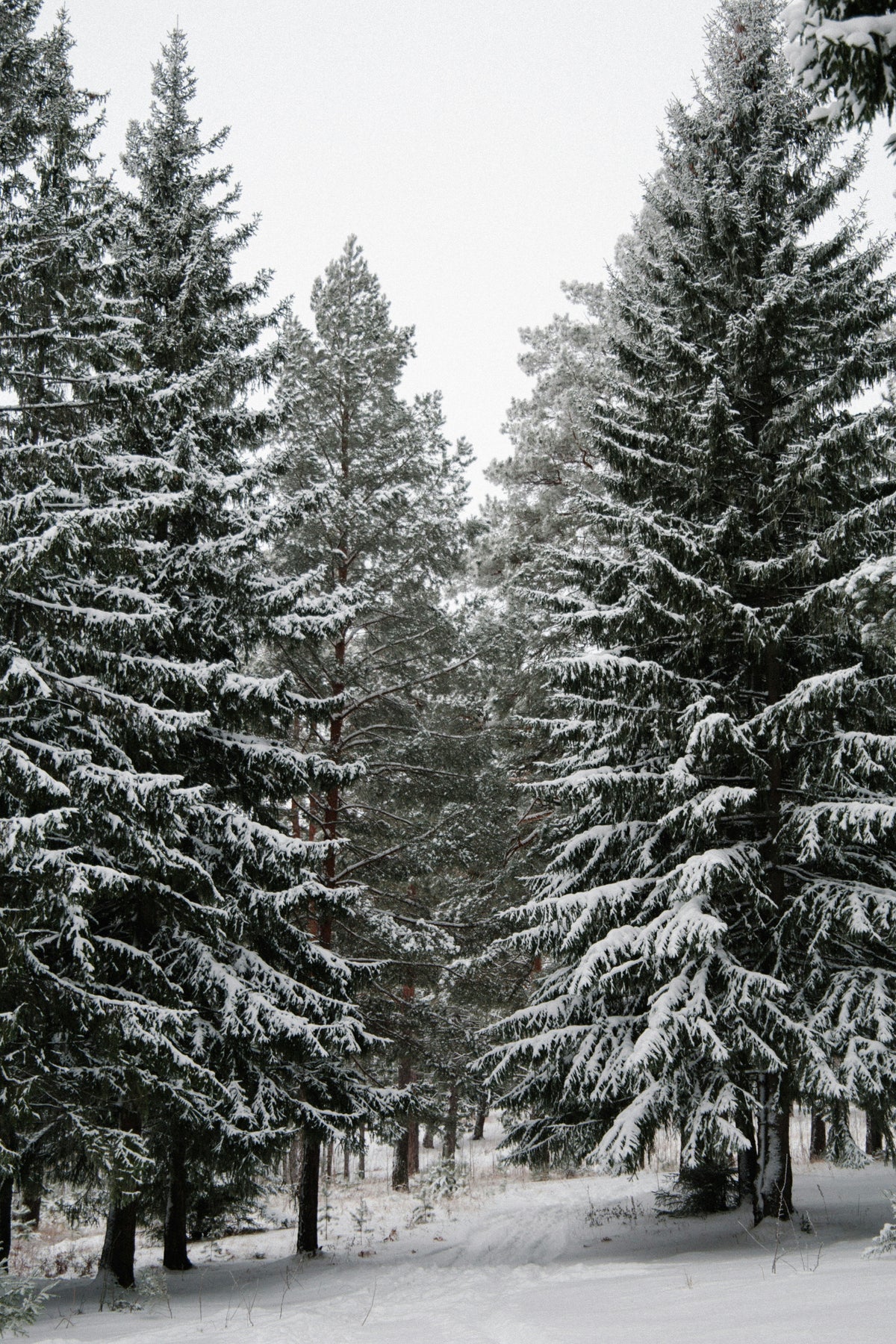 Winter Pine 15.7 oz Liquid Hand Soap